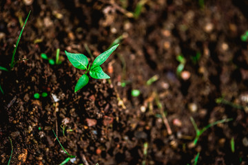 Born forest