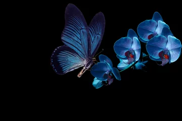 Rolgordijnen blue butterfly and blue orchid © danilag