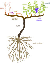 Grape pruning scheme: spur pruned. General view of grape vine plant with root system isolated on white background in dormant and growing season