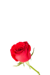 Single beautiful fresh red rose flower isolated on white background. Leafless stalk.