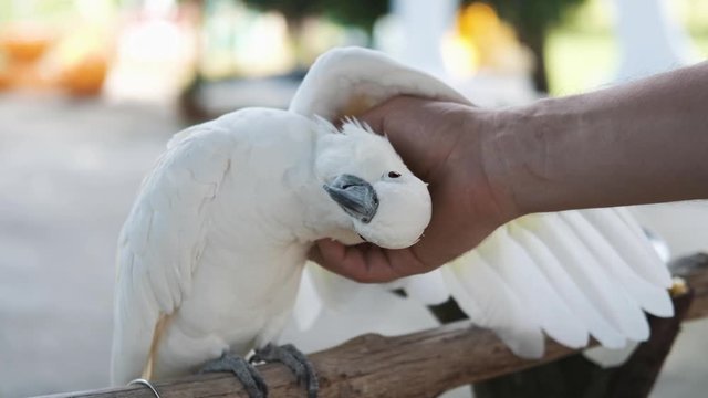 White cockatoo parrot close-up on a background of nature, male hand scratches under the wing of a bird