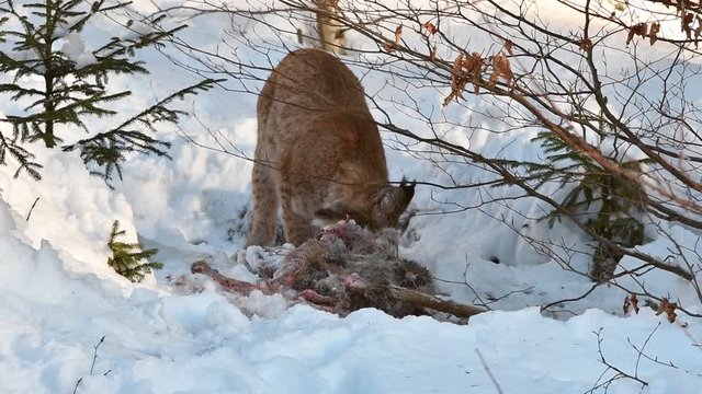 Eurasian lynx (Lynx lynx) feeding on killed roe deer in the snow in winter