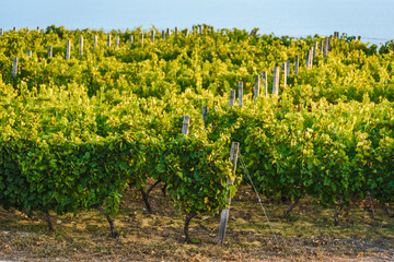 Fototapeta na wymiar Vineyards at sunset. Agriculture, wine growing. Vineyard near the sea.