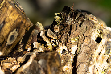 Baumpilze
