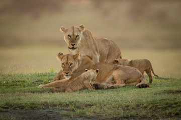 Fototapeta na wymiar Lioness stands behind another with two cubs