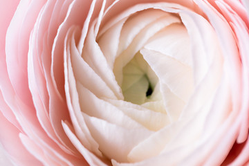  Beautiful pink ranunculus flower lovely gift flower delivery