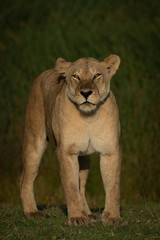 Lioness stands facing camera with half-closed eyes