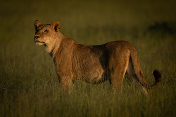 Lioness stands in grass in golden hour