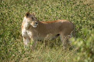 Lioness stands in leafy bushes looking back