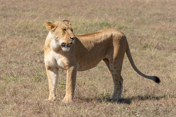 Lioness stands in sunshine on short grass