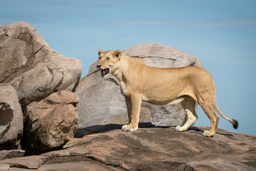 Fototapeta na wymiar Lioness stands on sunny kopje facing left