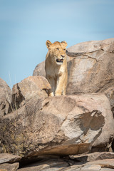 Lioness stands on sunny rock looking right