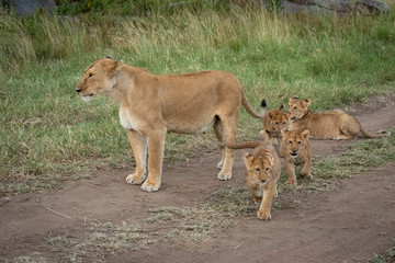 Lioness stands on track with four cubs