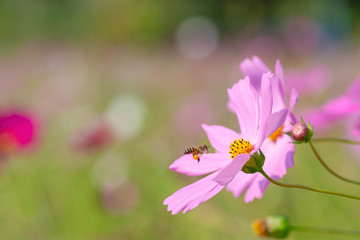 Pink cosmos flowers on Blurred Background