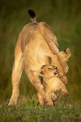 Obraz premium Lioness stands play fighting with young cub