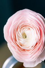  Beautiful pink ranunculus flower lovely gift flower delivery