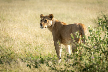 Fototapeta na wymiar Lioness stands scanning horizon by leafy bush