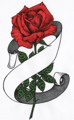 Hand drawn red rose with ribbon isolated on white background. Botanical illustration.