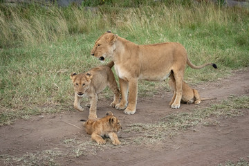 Lioness stands with three cubs on track