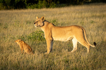 Lioness stands with yawning cub in savannah