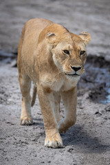 Lioness walking on dried mud towards camera