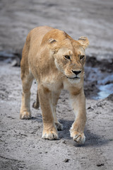 Fototapeta premium Lioness walking towards camera on dried mud