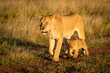 Lioness walks down dirt track beside cub