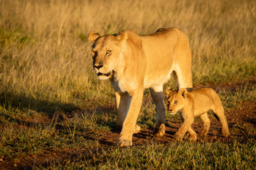 Fototapeta na wymiar Lioness walks down dirt track by cub