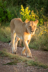 Lioness walks down gravel track beside grass