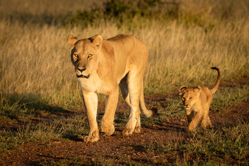 Fototapeta na wymiar Lioness walks down gravel track with cub
