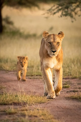 Fototapeta na wymiar Lioness walks down sandy track with cub