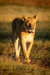 Fototapeta na wymiar Lioness walks down track in dawn light