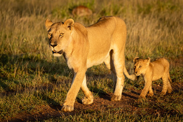Lioness walks down track followed by cub
