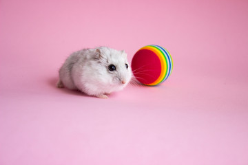 Little hamster on a pink background