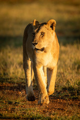 Lioness walks down track in golden hour