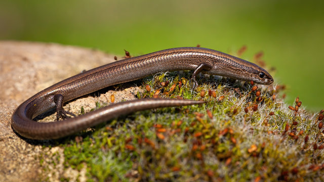 Side view of European copper skink, ablepharus kitaibelii, walking away on a moss covered tree trunk on a sunny summer day. Sunlit wild little animal in natural habitat.