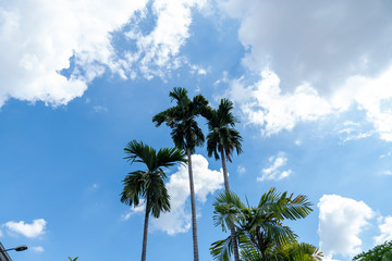 Mak trees and clear sky at noon.