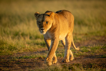Lioness walks on track with head down