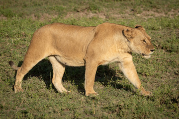 Plakat Lioness walks over grass in golden light