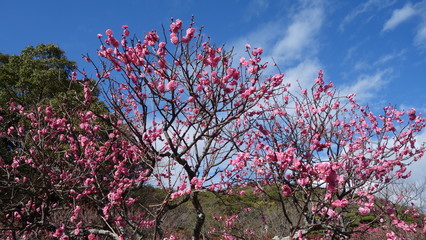 美しい梅の花に魅せられて！