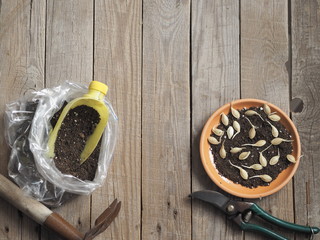 Fototapeta na wymiar The concept of preparing for the planting spring season. Sprouted pumpkin seeds for planting. Wooden background.