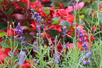 fantastic flowers in the bourgeois gardens