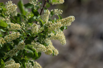 Chokecherry tree flowers that will turn to berries. Also called Bitter-berry. Grows in high areas in No. America.