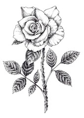 Hand drawn monochrome vintage blooming rose isolated on white background. Element design for Valentine's Day, graphic, poster, gift, label, greeting card, tattoo and etc.
