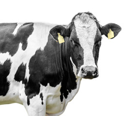 Cow Portrait On Isolated White Background