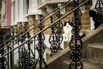 Cats outside terrace houses on UK urban street