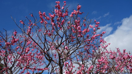 美しい梅の花に魅せられて！