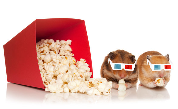 Two hamsters in 3d glasses chewing popcorn.