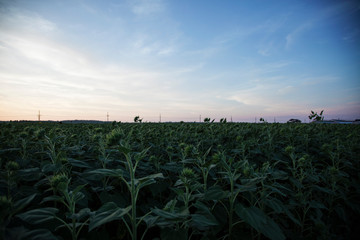 ひまわり農園 Sunflower Farm