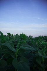 ひまわり農園 Sunflower Farm